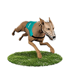 億萬富翁娛樂城娛樂城白金賽狗